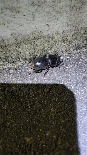 2026.6.1 6月になって初めて見つけたクワガタメス ノコギリかな #富山県 #昆虫採集 #砺波市 #砺波