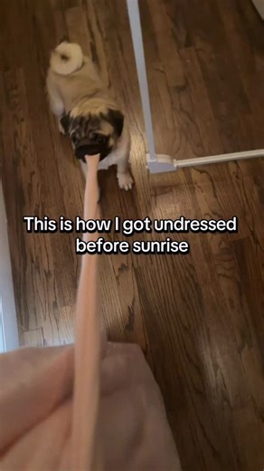 Frankie Does NY on Instagram: "Good morning to everyone except for this menace. Added to the list of things I can’t wear around Rambo: socks, slippers, and bath robes. #pugpuppy #viral #mornings #dogsofinstagram #pug"