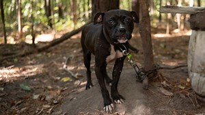 More  than 300 dogs rescued after state's largest dog fighting ring busted