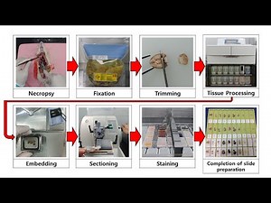 Process of histology