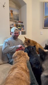 1.6K views · 10K reactions | Healthy, happy dogs start with Natural Farm chews!  I trust Natural Farm for my pack because their all-natural, sustainably made treats keep my pups entertained and thriving.  Give your dog a treat they’ll love—and feel good knowing you’re supporting a better planet too!  #ad Use code ASHERHOUSE for 20% off your order TODAY! | The Asher House | Facebook