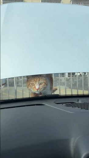 Cats Doing the Funniest Things Ever 😻😂 | Adorable Cat Compilation