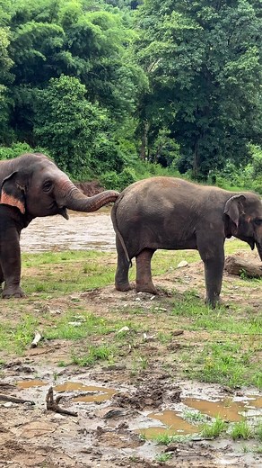 Have you ever wondered why young elephants often walk backwards toward older elephants? This adorable behavior is more than just a quirky move! 🐘 Calves often do this to show playfulness or respect when interacting with their mothers or herd elders. By turning their backs, they signal trust and deference, exposing their vulnerable side in a safe, loving environment. It’s a heartwarming glimpse into the complex social world of elephants, which revolves around mutual care, connection, and shared 