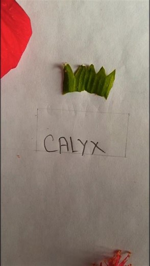 Dissection of Hibiscus(china rose)! Biology Practical #class11 #biology #practical