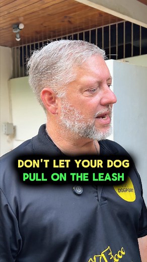 Your dog is pulling on the leash because you let them Not because they're stubborn. You give your dog an inch and let them pull a little bit... They'll take a mile and pull you non-stop. And I bet you've asked yourself "Why does he/she keep pulling on the leash?" The answer: Because you allow them to! You let them get away with it. Retrace your last few walks and see if I've guessed correctly 🤔 - They lunged at the end of the leash as soon as you opened the door - Your dog pulled in front of yo