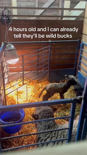 Sweet babies. #Sydell #Lambing #cuteanimals