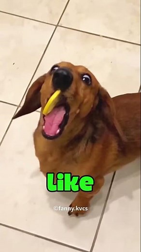 Dog vs Lemon The Ultimate Betrayal 🍋🐶 #pets #cutedog