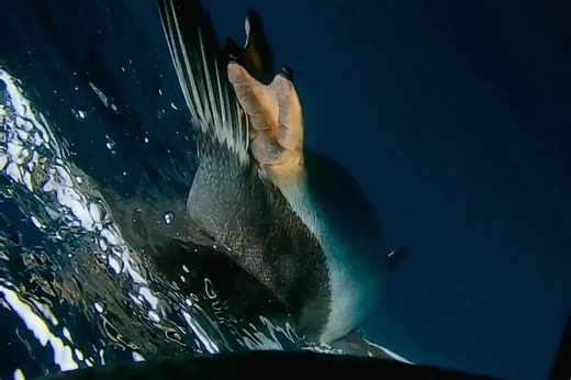 Researchers strapped cameras to penguins in Antarctica and followed them into the deep. What they filmed is incredible | Discover Wildlife
