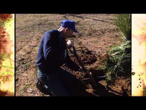 Do's and Dont's of Ball and Burlaping Trees YouTube 1080p