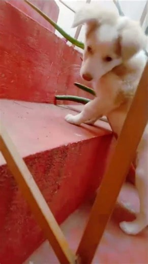 " yoga time with my dog"😂🐕 funny short