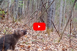 Young Wolf Pup's First Howls are Louder Than Expected