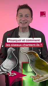 On les entend, ou on ne les entend même plus d'ailleurs, tant ils font partie de notre vie : pourquoi, et surtout comment les oiseaux chantent-ils ? 🐦🎵 | France Musique