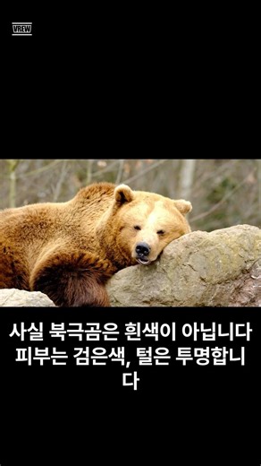 북극곰은 흰색이 아닙니다 — 피부 검은색, 털은 투명 🐻 #shorts #상식 #북극곰 #털