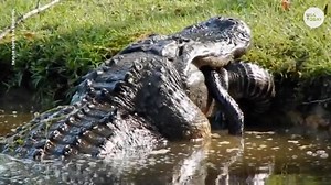 Alligator cannibalizes smaller alligator in South Carolina backyard