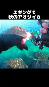 10秒で掛かるアオリイカ釣り！秋のエギング #釣り #fishing #アオリイカ #エギング