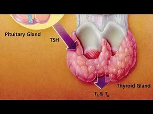 Thyrotrophic Hormone or Thyroid Stimulating Hormone (TSH)