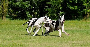 Catahoula Leopard Dog vs Great Dane: What Are Their Differences?