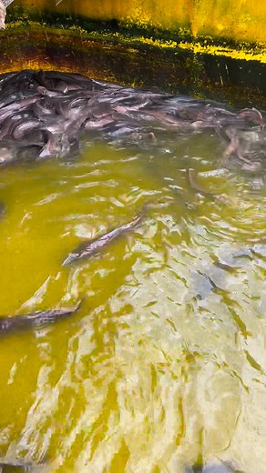Watch and see the work of red oil in fish farming #viralreelsシ #videoviralシ #viralreels #viralvideoシ #viralreelschallenge #viralchalleng #viralvideochallenge #viralchallenge | Smithfishfarm