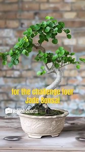 72K views · 933 reactions | “5 Low-Cost Bonsai Trees You Can Start Today!” #bonsaitree #bonsai | Bonsaibarn | Facebook