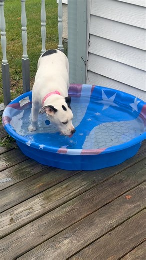 28 reactions · 4 comments | Broken dog Kimberly Christine Blood | Joe Blood Jr. | Facebook