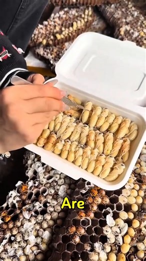Unique culinary delights of giant bee pupae