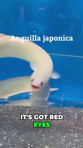 Predatory Fins ® | Rare & Exotic Fish Store on Instagram: "A rare glimpse of an extraordinary eel with red eyes, albino snow-white coloring, and platinum hues. It's a true wonder of nature. What name should they give it? #rareanimals #eel #aquaticlife #albino #fishkeeping #BredtsFins #animalsofinstagram"