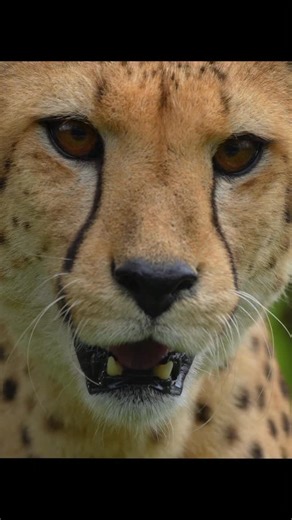 44K views · 1.2K reactions | When a cheetah meets… a “stranger.”  Only to realise, it’s his reflection. At Vantara, even reflections have a purpose! Because every curious hiss, growl, or glance in the mirror helps rebuild instincts.  That’s what we call enrichment done right. [cheetah enrichment, enrichments, mirror, mirror enrichment, animal enrichment, mirror reflection, wildlife, wild animals, every life matters, vantara] | Vantara | Facebook