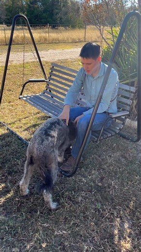 Training Service Dogs: A Lesson in Gentleness and Patience We're excited to share a glimpse into our service dog training program, where we're working with Christopher, a young man with autism, to train Candy, a talented and gentle soul. In this video, Christopher is doing an amazing job training Candy to apply pressure, a crucial skill for autism service dogs. But what does that mean, exactly? For children with autism, emotional meltdowns and overwhelming situations can be a daily reality. That