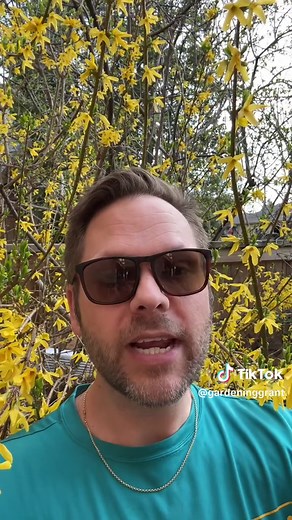 Replacing Forsythia with Native Shrubs for Ecological Benefits