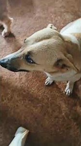 A love of Nana's (grandmama),to her grandpuppies.