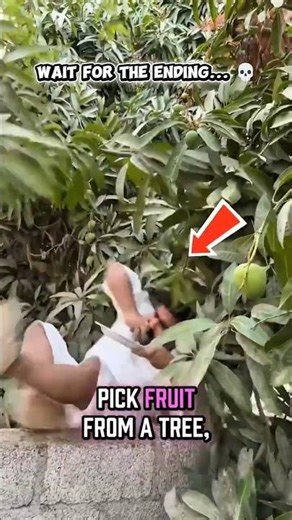 The Ultimate Mango Fail! 😱 #shorts #funny #fail