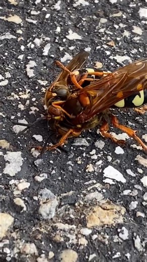 These wasp sure look like they’re fighting, maybe because they’re mating. Nature is interesting! #Wasp #waspmating #natureisinteresting #insects | Maksymilian Bondyra