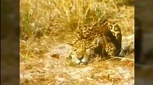 an epic fight between a giant anteater player vs a jaguar player