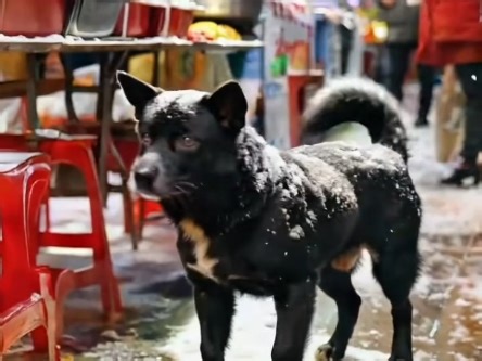 第14集继续流浪。