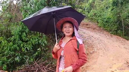 Hmong laos cultivate upland rice.hmoob nplog cog nplej teb