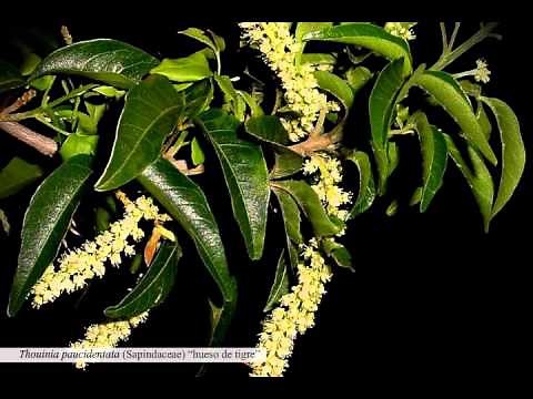 La Flora Endémica de la Península de Yucatán