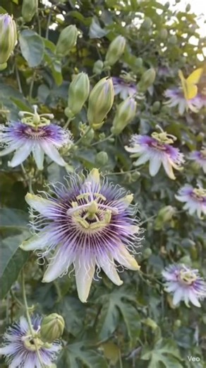 महाभारत की कहानी इस फूल में? 🤯 Krishna Kamal Magic! 🌸100 Kauravas and 5 Pandavas in one flower!