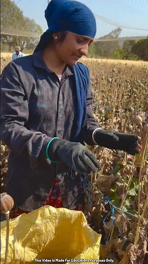 How to remove poppy seeds from the plant