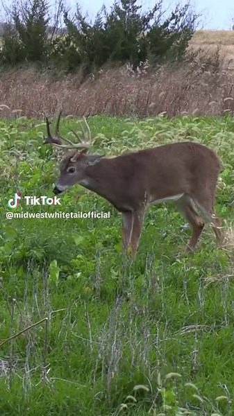 Who’s been running a decoy? This young buck didn’t hesitate to posture up when he spotted the intruder, however, turns out they might be friends! #midwestwhitetail #chasingnovember #hunting #bowhunting #deerhunting