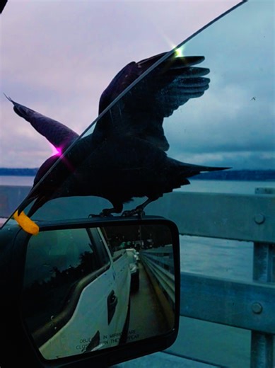 tranzit on da clock waiting for the ferry with a crow that yearns for our fries #blackopszombies #blackops2 #blackops2zombies #funnymemes #funnybirds