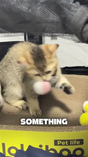 Why Cats Chew Plastic Bags