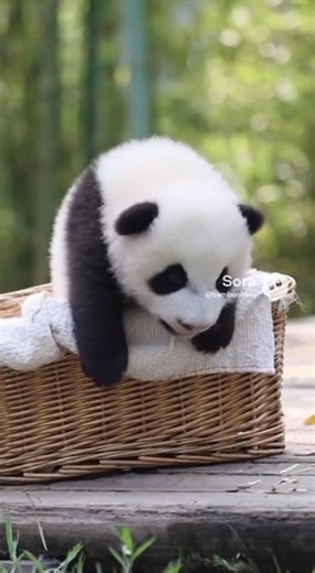 Baby Panda's First Great Escape! 🥺🐼This Cub Try to Climb Out!