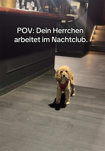 Bei einer Gassirunde einen kurzen Zwischenstopp einlegen 👀 #dog #dogtok #circleclub #party #hamburg