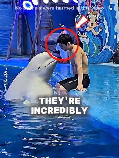 Why Beluga Whales Are the Most Wholesome Sea Creatures 🥹 #shorts