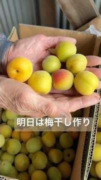 Traditional Umeboshi Making本編は6月20日過ぎになると思います。見てもらえたら嬉しいです。よろしくお願いします #ばあちゃん #梅干し 6月9日