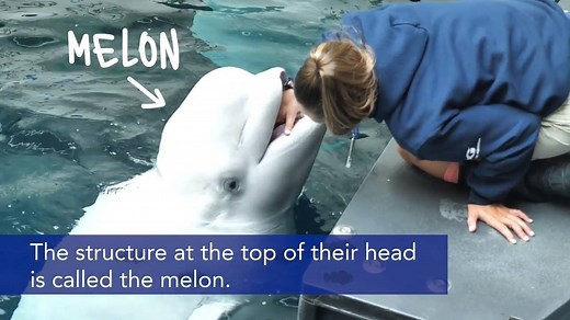 Class is in session and you better use your melon! Here's a quick beluga whale anatomy lesson for you: | Georgia Aquarium