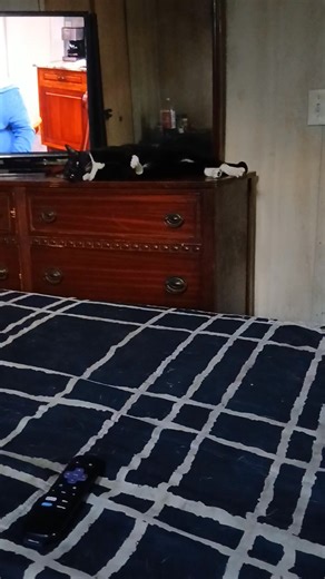 #TWIN our cat, our baby boy n of course Diamond had to get into the video, spoiled...lol | Heather L Holman