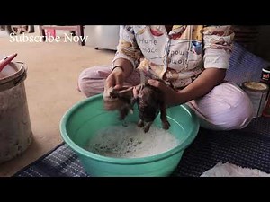 Nursing Puppies And Feeding Milk By Women In village