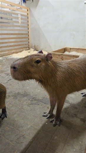 OMG! Cutest Baby Capybara Ever at Angel Valley Farm (Must Watch!)