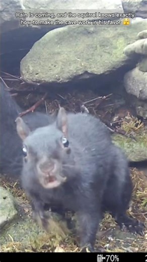 Squirrel traps babies #cutepets #funnypets #cute #funny #animals #funnyanimals #storytime #nature